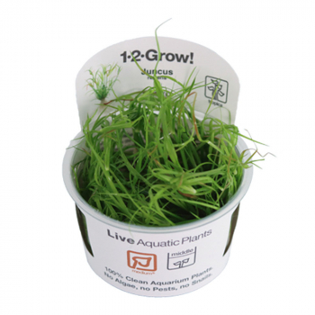 Juncus repens - Kriechende Binse 1-2-Grow!